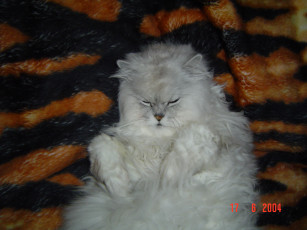 Картинка федя животные коты