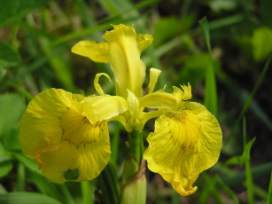 Картинка цветы ирисы