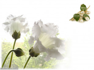 Картинка разное украшения аксессуары веера