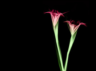 Картинка rentgen 22 разное