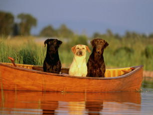 Картинка rolling on rive животные собаки