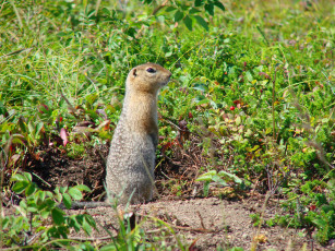 Картинка животные суслики сурки