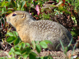 Картинка животные суслики сурки