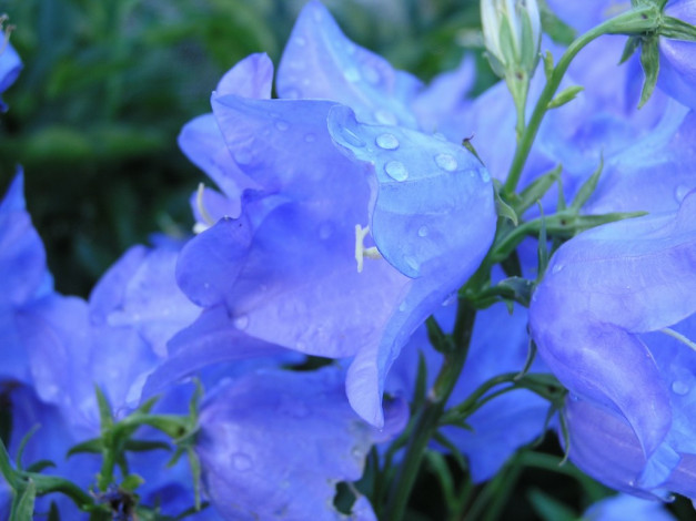 Обои картинки фото цветы, колокольчики