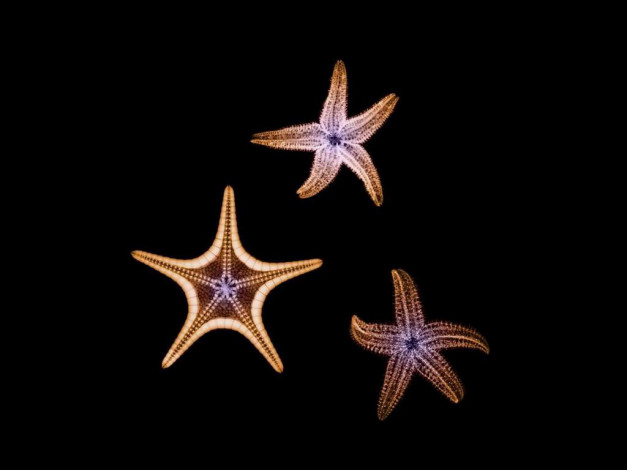 Обои картинки фото rentgen, 20, разное