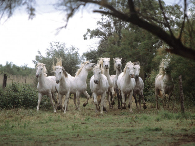 Обои картинки фото wild, and, free, camargue, horses, животные, лошади