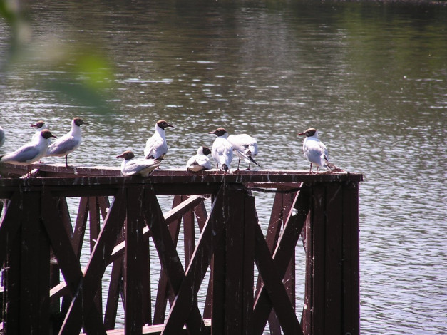 Обои картинки фото животные, Чайки, бакланы, крачки