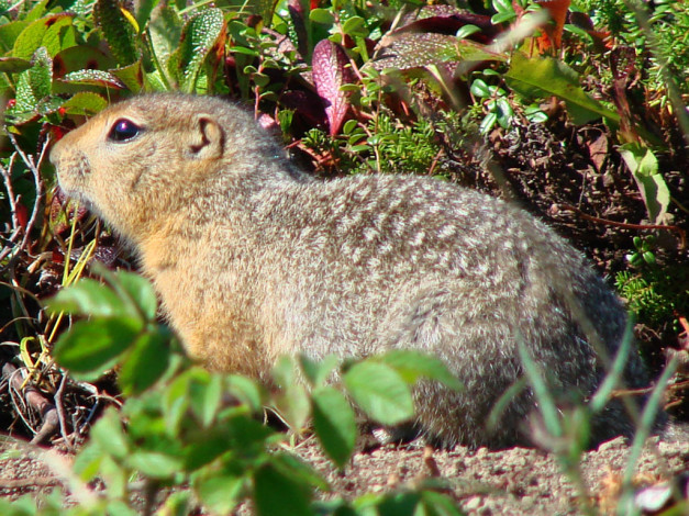 Обои картинки фото животные, суслики, сурки