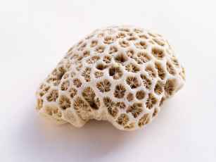 Картинка разное ракушки кораллы декоративные spa камни