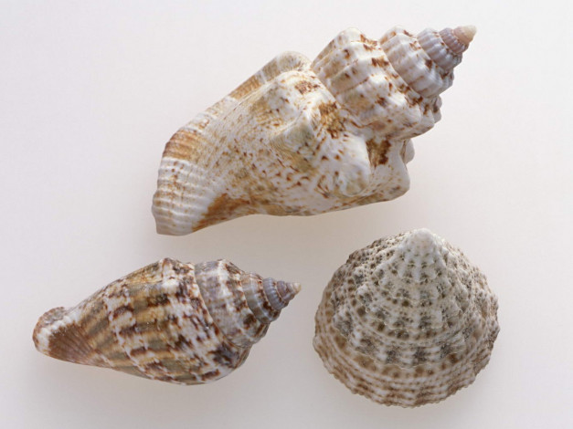 Обои картинки фото разное, ракушки, кораллы, декоративные, spa, камни