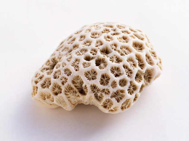 Обои картинки фото разное, ракушки, кораллы, декоративные, spa, камни