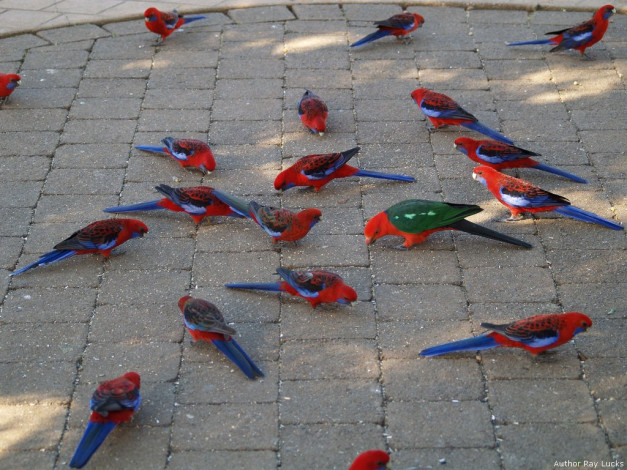 Обои картинки фото животные, попугаи