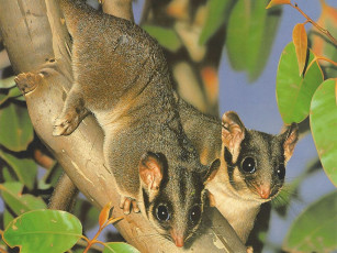 Картинка рисованные животные