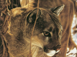 Картинка рисованные животные