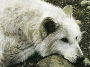 Картинка рисованные животные