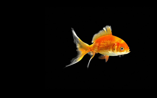 Обои картинки фото животные, рыбы