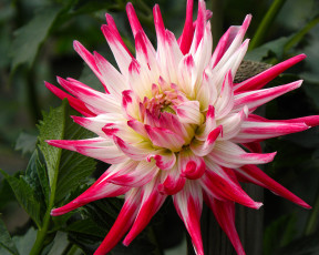 Картинка цветы георгины лепестки