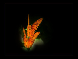 Картинка животные бабочки