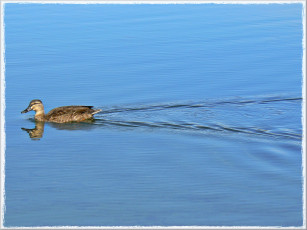 Картинка животные утки утка