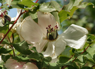 Картинка цветы магнолии магнолия