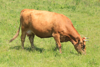 Картинка животные коровы буйволы корова