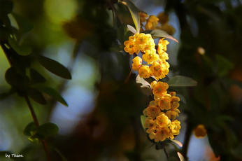 Картинка автор thean цветы цветущие деревья кустарники кустарник ветка