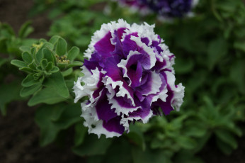 Картинка цветы петунии калибрахоа цветок зеленый фон