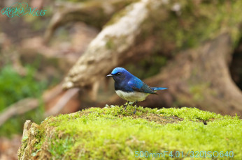 Картинка животные птицы птичка