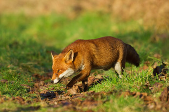 Картинка животные лисы лиса
