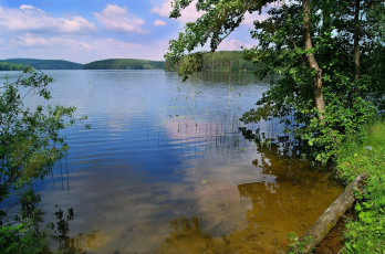 Картинка природа реки озера камыши деревья вода