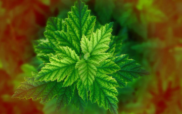 Картинка природа листья