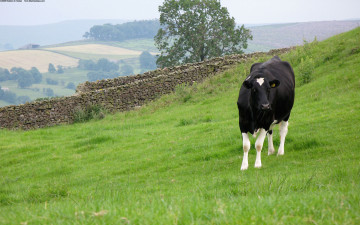 Картинка животные коровы буйволы корова