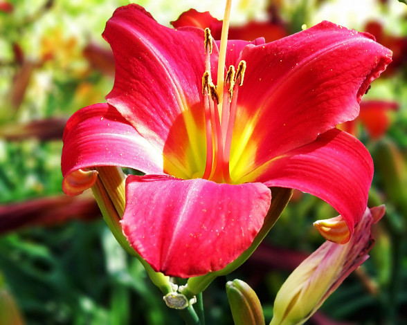 Обои картинки фото цветы, лилии, лилейники, лепестки