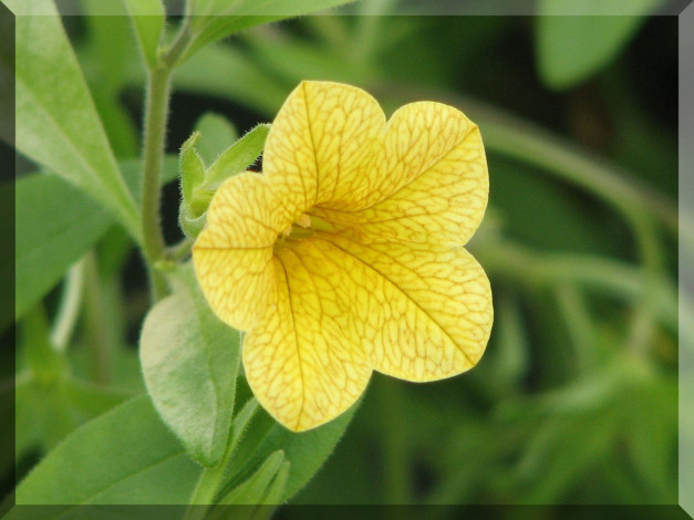 Обои картинки фото цветы, петунии, калибрахоа, цветок