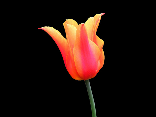 Обои картинки фото цветы, тюльпаны, тюльпан