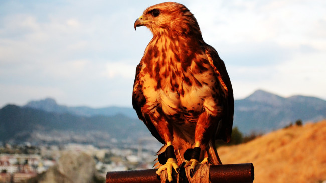 Обои картинки фото животные, птицы, хищники, ястреб