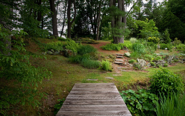 Обои картинки фото природа, лес