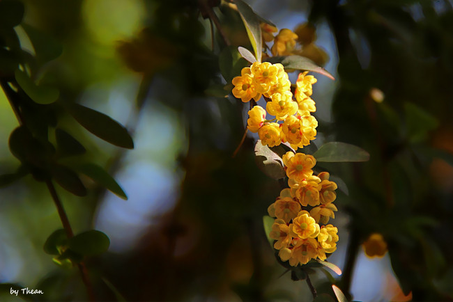 Обои картинки фото автор, thean, цветы, цветущие, деревья, кустарники, кустарник, ветка