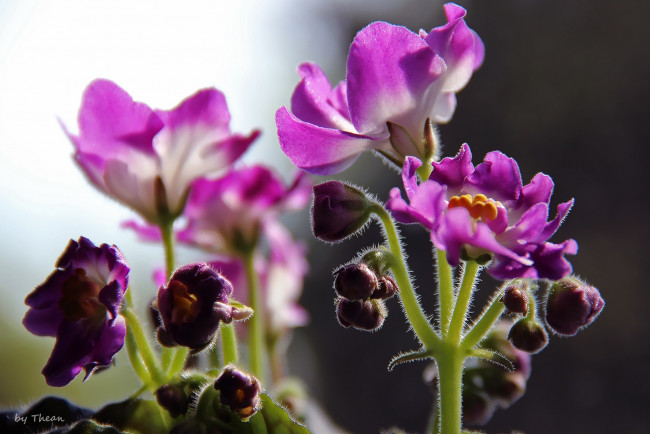 Обои картинки фото автор, thean, цветы, фиалки, сиреневый