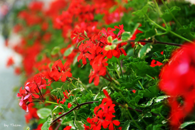 Обои картинки фото автор, thean, цветы, герань, красный