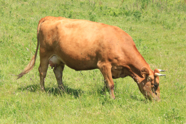 Обои картинки фото животные, коровы, буйволы, корова