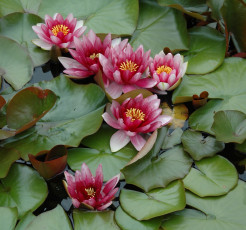 Картинка цветы лилии водяные нимфеи кувшинки лепестки