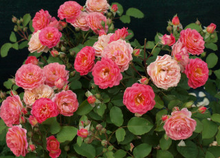 Картинка цветы розы розовый куст