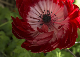 Картинка цветы анемоны адонисы лепестки макро