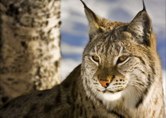 Картинка животные рыси кошка