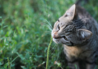 Картинка животные коты котейка