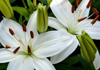Картинка цветы лилии лилейники белый