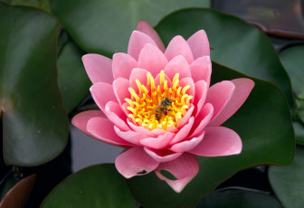 Картинка цветы лилии водяные нимфеи кувшинки пчела розовый