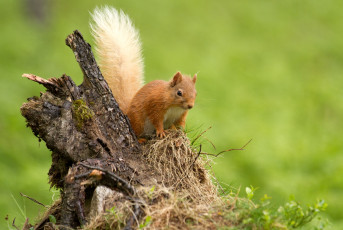 Картинка животные белки зверек коряга