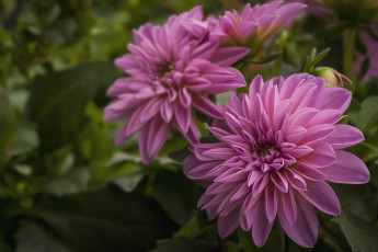 Картинка цветы георгины розовый